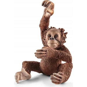 Yavru Orangutan 17102
