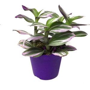 Tradescantia 'Nanouk' (Telgraf Çiçeği)