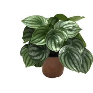 Peperomia Argyreia (Karpuz Çiçeği)