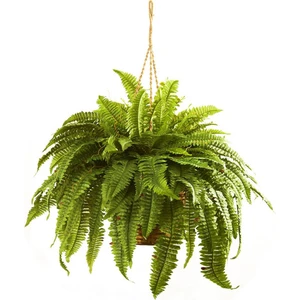 Tunç Botanik Aşk Merdiveni Çiçeği Askılı Saksıda