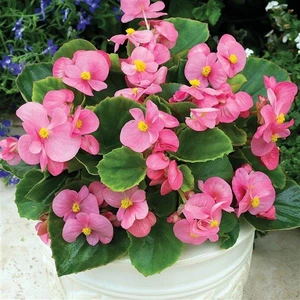 TNC Garden Groups Begonya – Begonia Pembe Renk 10 Adet
