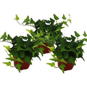 Mini Hedera Salon Sarmaşığı- (Hedera Helix Green) 3 Adet Saksıda