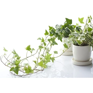 Mini Hedera Salon Sarmaşığı- Alacalı&yeşil Askılı Saksıda 2 Adet