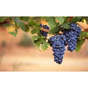 Mıchael Palıeri Üzüm Fidanı 2 Yaş Tüplü