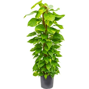 Pathos – Salon Sarmaşığı (Bitki Destek Çubuklu) 60-80 cm