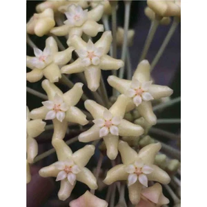 Hoya Merilli Mum Çiçeği