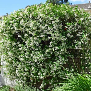 Zambak Botanik Arap Yasemini (Rhyncospermum jasminoides) - Hoş Kokulu ve Dayanıklı Sarmaşık Bitkisi  100 CM+