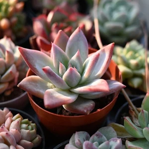 Smyrna Garden Pudralı Eçeverya Sukulent - 5,5 cm Saksıda - Echeveria (Eçeverya) Colorata Succulent