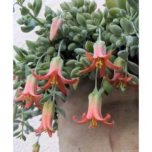 Kırmızı Çan Çiçekli Sukulent - 5,5 cm Saksıda - Cotyledon Eliseae Succulent - Nadir Tür
