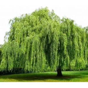 Kemirgenler Için Salkım Söğüt Ağacı Dalı 15 Adet