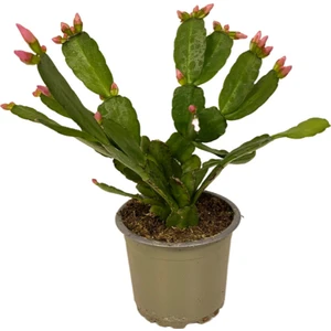 Rhipsalidopsis Gaertneri 'pink' (Paskalya Çiçeği)