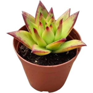 Dudak Boyası Eçeverya Sukulent / 5,5 cm Saksıda / Echeveria Agavoides Lipstick Succulent