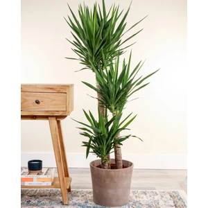 Yuka – Yucca 3’lü 100-125cm
