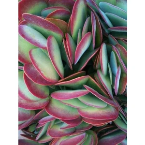 Kürek Sukulent / 5,5 cm Saksıda / Kalanchoe (Kalanşo) Luciae Succulent
