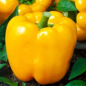 5 Adet Sarı  Biber Fidesi