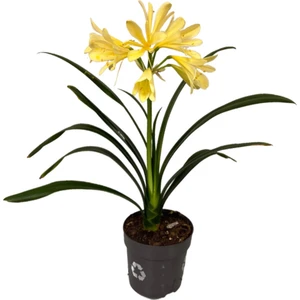 Clivia Miniata 'yellow' (Klivya Çiçeği)