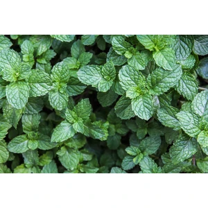 Nane (Mentha) - Ferahlatıcı ve Aromatik Bitki