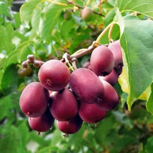Kırmızı Kivi Fidanı