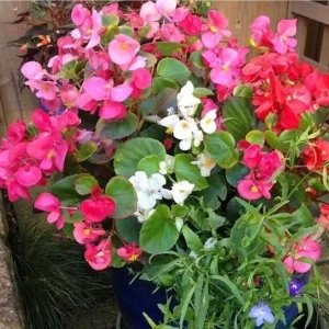 Karışık Şeker Begonya Çiçeği Fidesi 3 Adet 10-20 cm