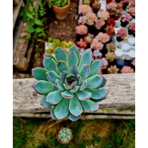 Gün Batımı Sukulent / 5,5 cm Saksıda / Echeveria (Eçeverya) Apus Succulent