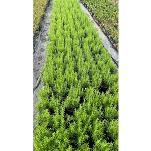 Biberiye Bitkisi Rosmarınus Offıcınalıs 10-20 cm