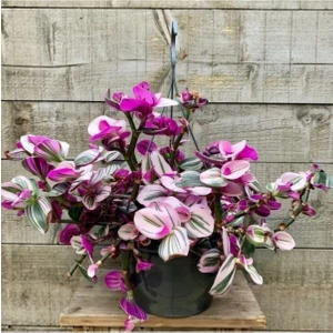 Pembe Telgraf Çiçeği Nanouk Telgraf Çiçeği 10-20 cm