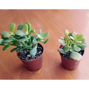 Şans Para Çiçeği Fidanı Crassula Ovata 10-20 cm