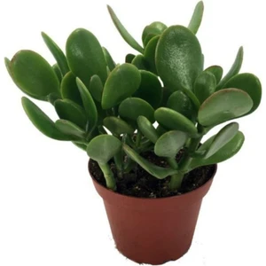 Crassula Ovata / Şans-Para Çiçeği 10-20 cm