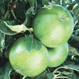 Granny Smith Elma Fidanı 3 Yaş Tüplü ve Aşılı