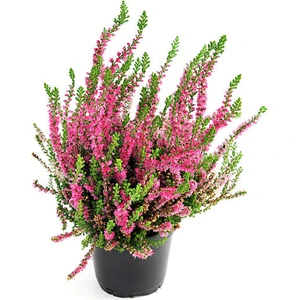 Erika (Funda) Çiçeği – Erica Carnea - Pembe