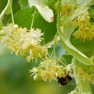 Ihlamur (Tillia Tomentosa) Fidanı 3 Adet