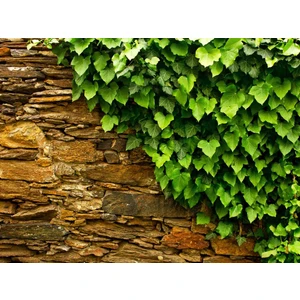 Tnc Garden Groups Hedera Helix Orman Sarmaşığı 50 100 Cm 10 Adet