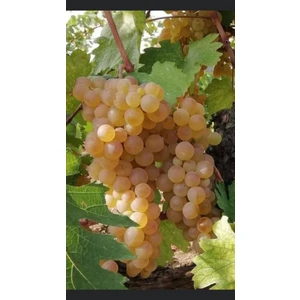 Narince Üzüm Fidanı 2 Yaş Tüplü