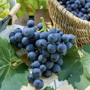 Alphonse Lavella Üzüm Fidanı 2 Yaş Tüplü