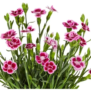 TNC Garden Groups Çin Karanfili – Dianthus sinensis – Pembe 5 Adet