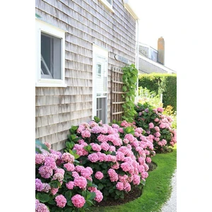 TNC Garden Groups Pembe Ortanca - Yerli Fidan 20-30 cm 3 Adet