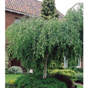 TNC Garden Groups Huş Ağacı Betula Pendula 2 Adet