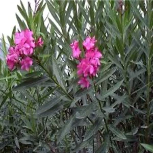 Pembe Zakkum Fidanı 90 cm