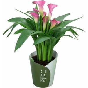 Gala Gelin Çiçeği (Calla Lily) Pembe 10-20 cm