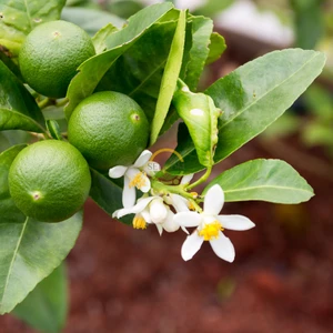 Fidan Sepetim 5 Yaş Tahiti Lime Fidanı *üzeri Meyveli*