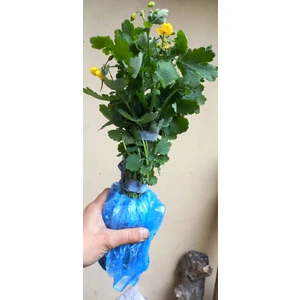 Açık Kök Kırlangıç Otu Fidanı ( 30-50 Cm)