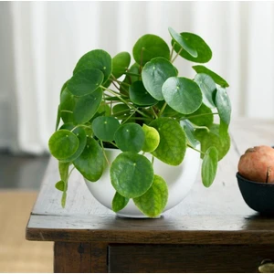 Pilea Çiçeği - Çin Para Bitkisi
