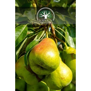 Kaplıca Fidancılık Tüplü Deveci Armut Fidanı