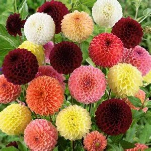 15 Adet Dev Yıldız Dahlia Çiçeği Soğanı Yumrusu 10 Renk Karışık 7 Cm.yeni Mahsul..
