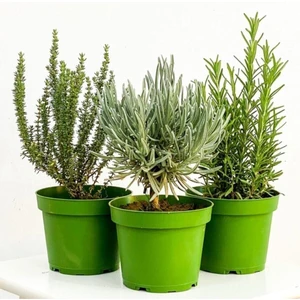 Bitki Seti Lavanta Biberiye Kekik 3 Lü Set 10-20 cm