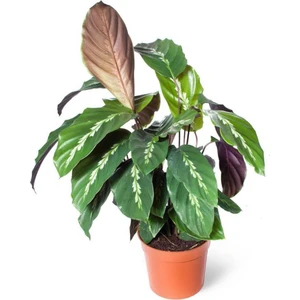 Calathea Louisae Dua Çiçeği 10-20 cm