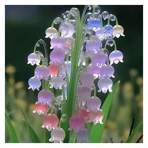 5 Adet Müge Çiçeği Soğanı Karışık5 Renk.yeni Mahsul..