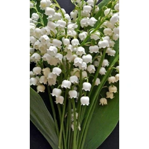 5 Adet Müge Çiçeği Soğanı Karışık5 Renk.yeni Mahsul..