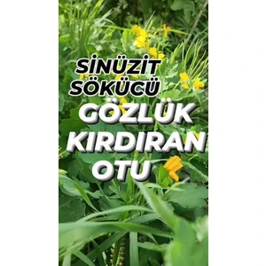 Kırlangıç Otu Fidesi Saksılı30 40CM