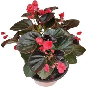 Şeker Begonyası (Kırmızı 15-25 cm )